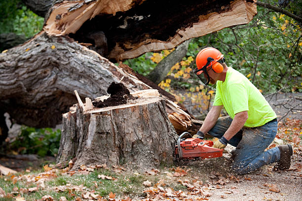 How Our Tree Care Process Works  in  Spry, PA